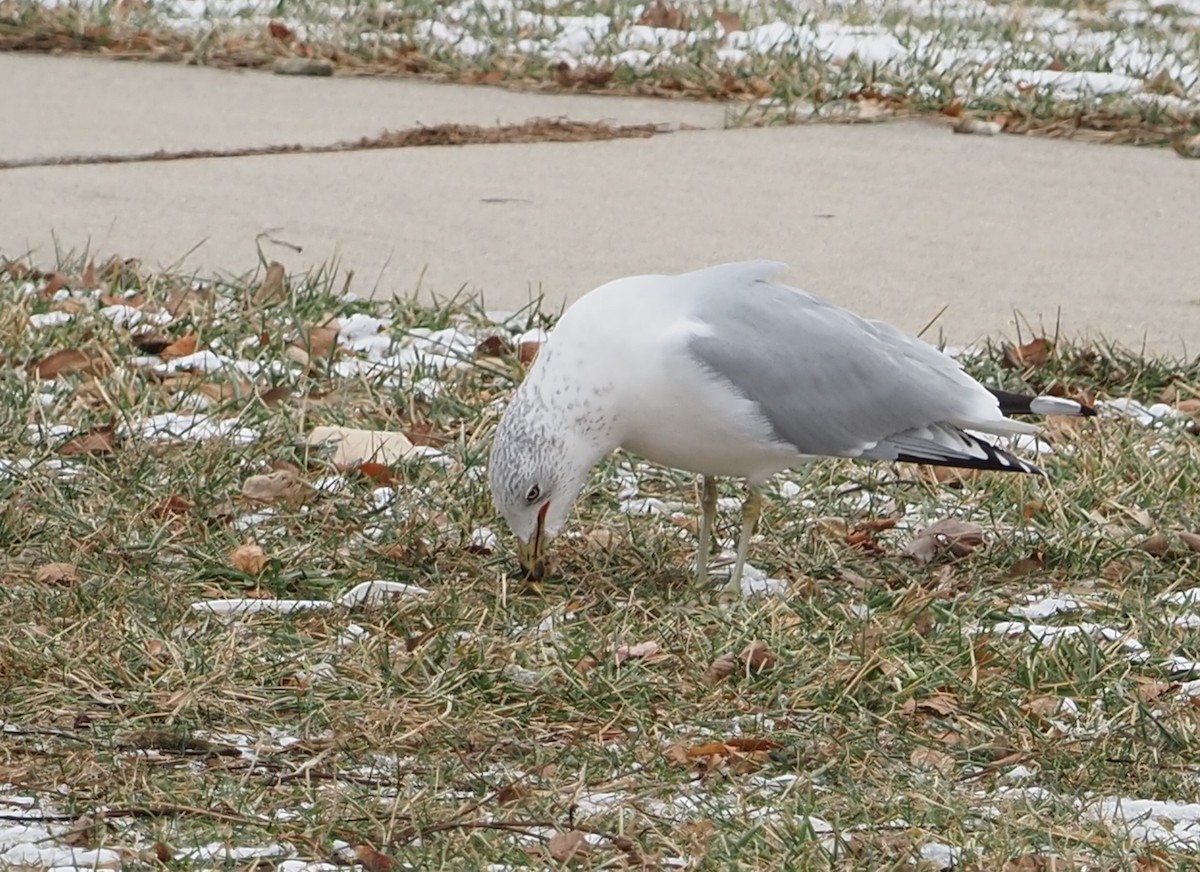 racek kroužkozobý - ML646509867