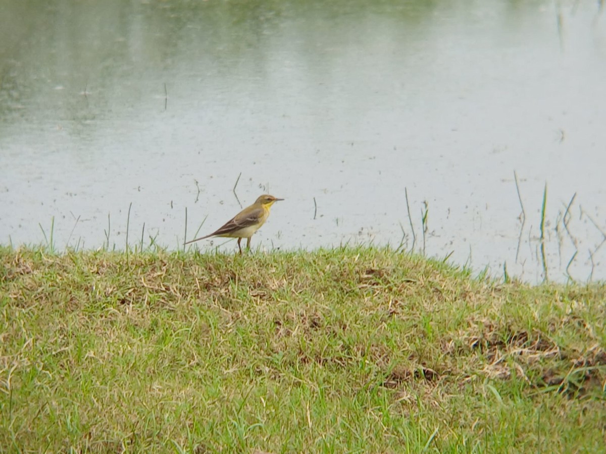 Western Yellow Wagtail - ML646509870