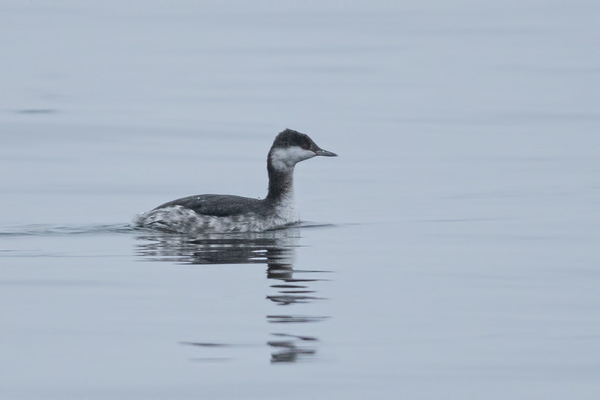 Zampullín Cuellirrojo - ML646509871