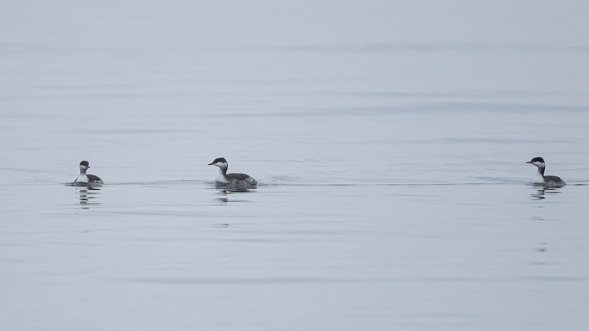 Zampullín Cuellirrojo - ML646509872