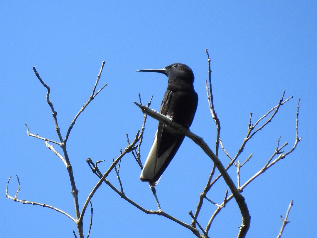 Black Jacobin - ML646509874