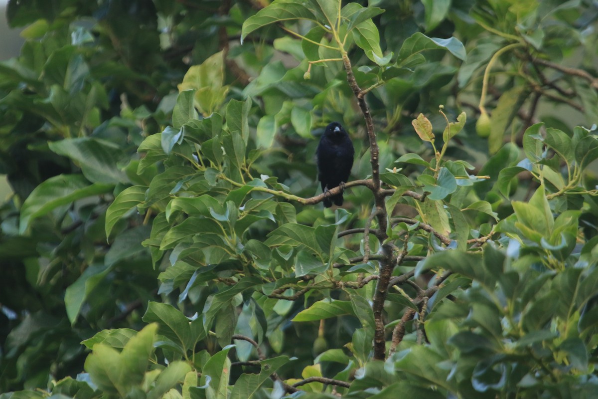 Shiny Cowbird - ML646509875