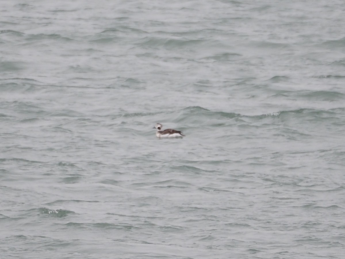 hoholka lední - ML646509877