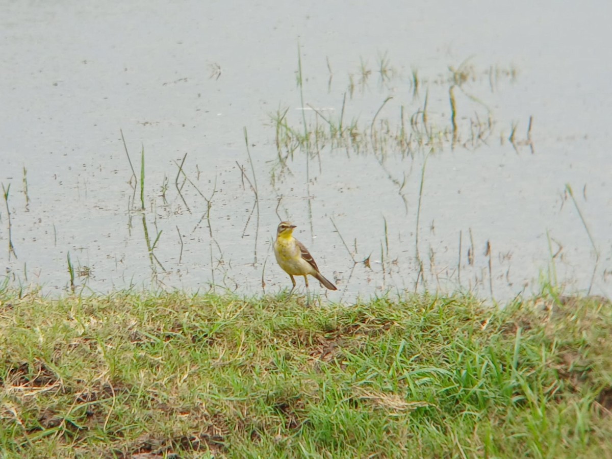 Western Yellow Wagtail - ML646509878