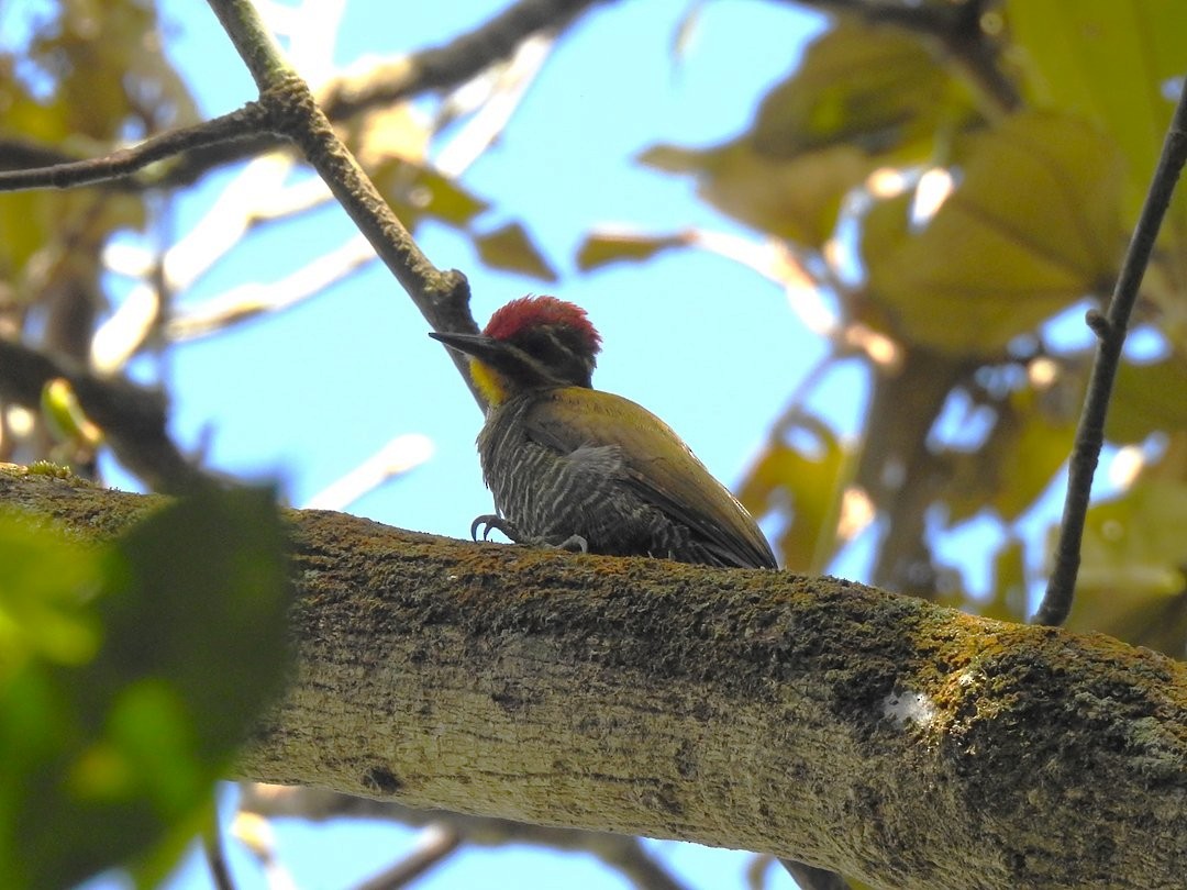 White-browed Woodpecker - ML646509879