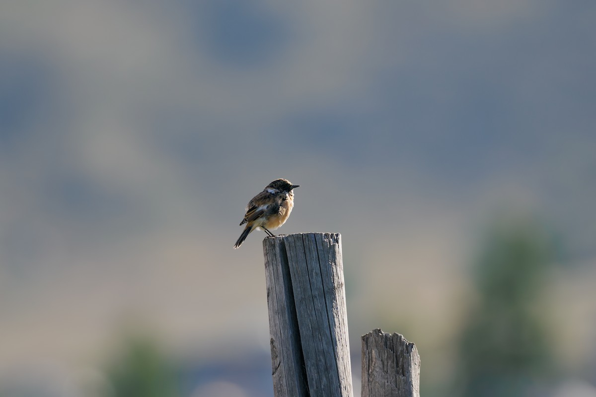 bramborníček sibiřský - ML646509880