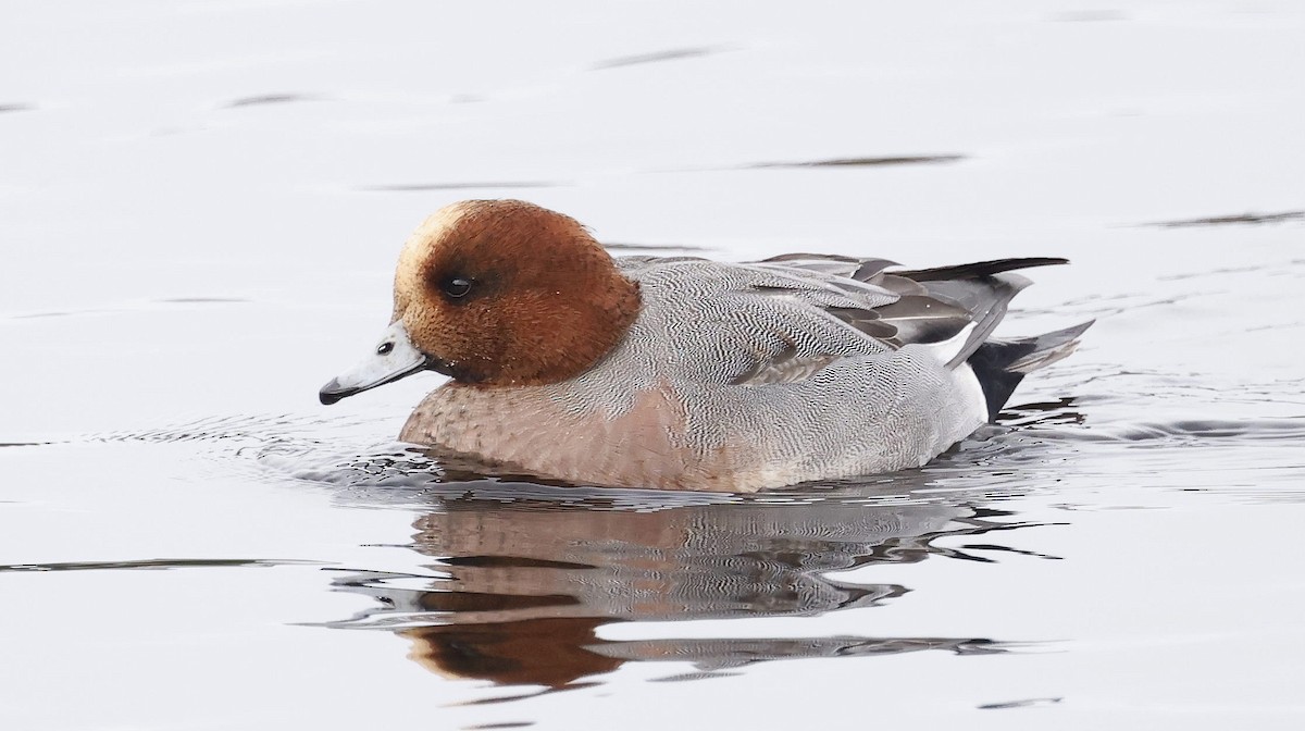 Eurasian Wigeon - ML646509881