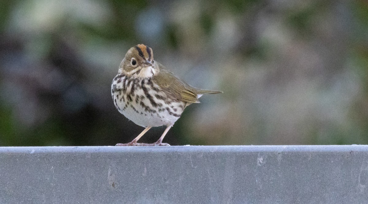 Ovenbird - ML646509883