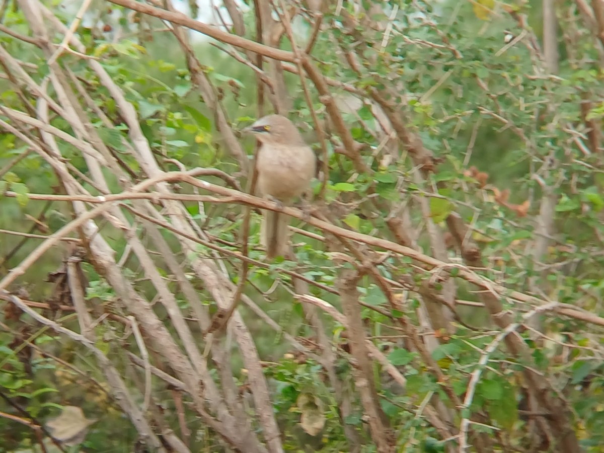 Large Gray Babbler - ML646509885
