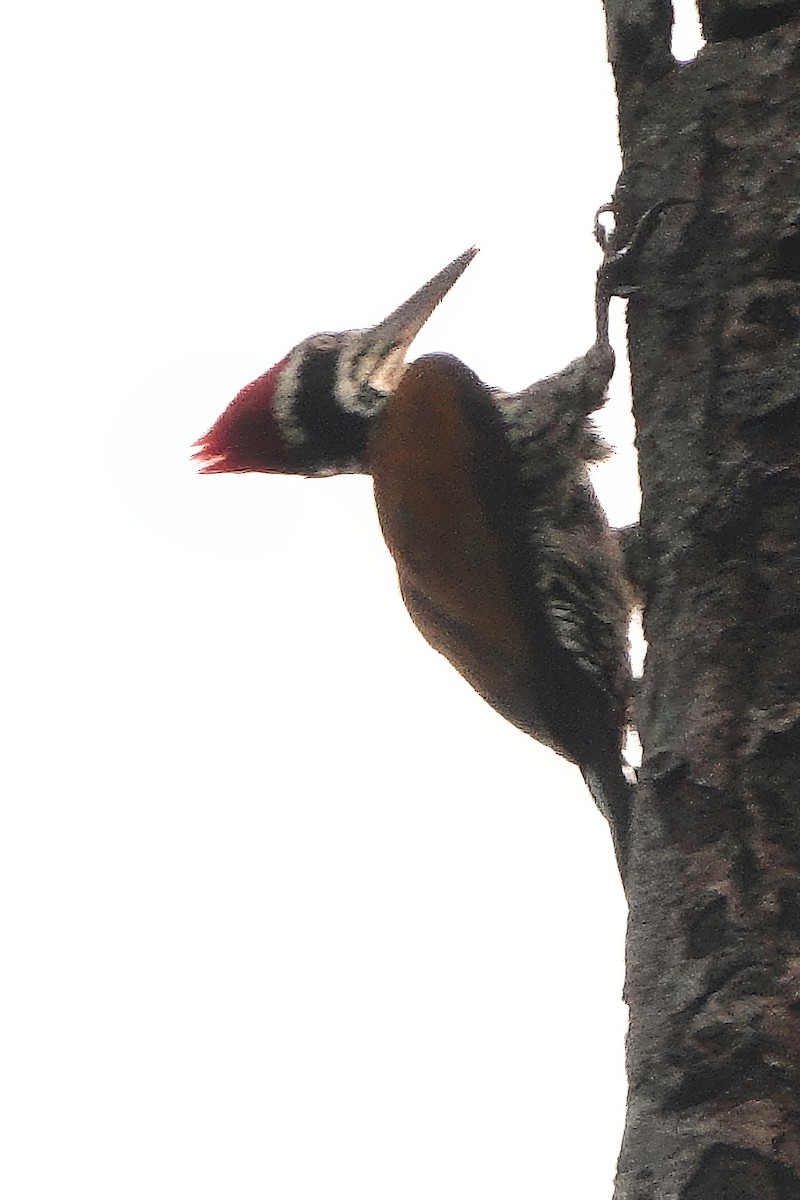 Greater Flameback - ML646509886