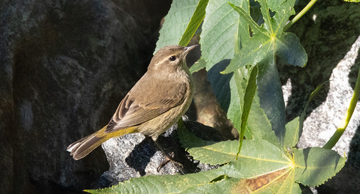 Palm Warbler - ML646509887