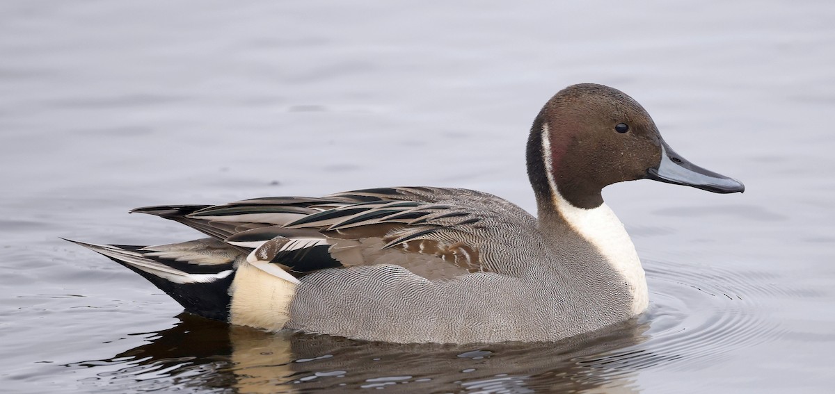 Northern Pintail - ML646509889