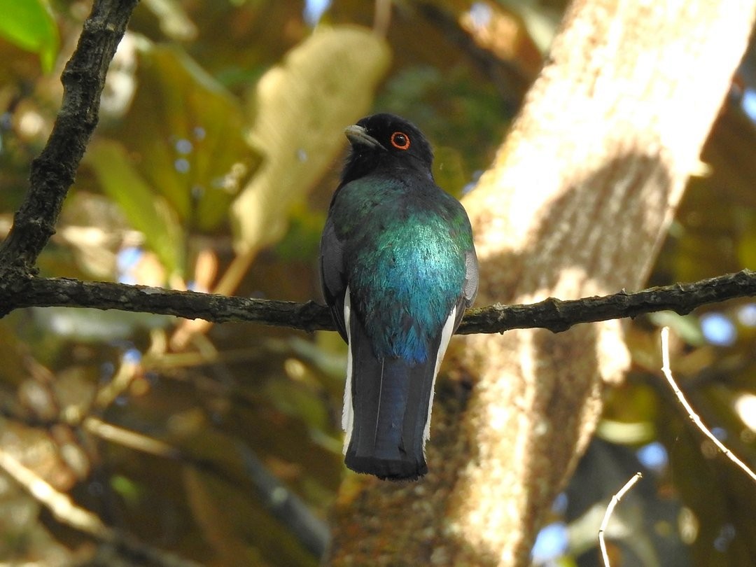 Surucua Trogon - ML646509893