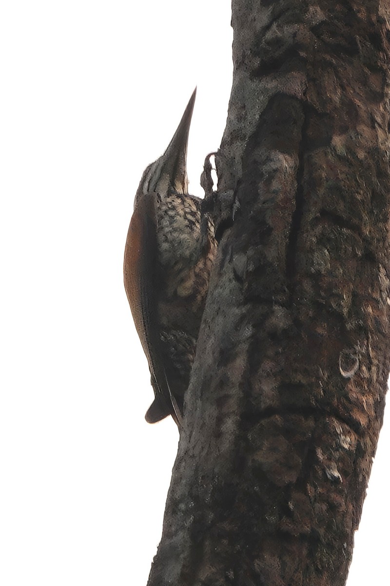 Greater Flameback - ML646509895