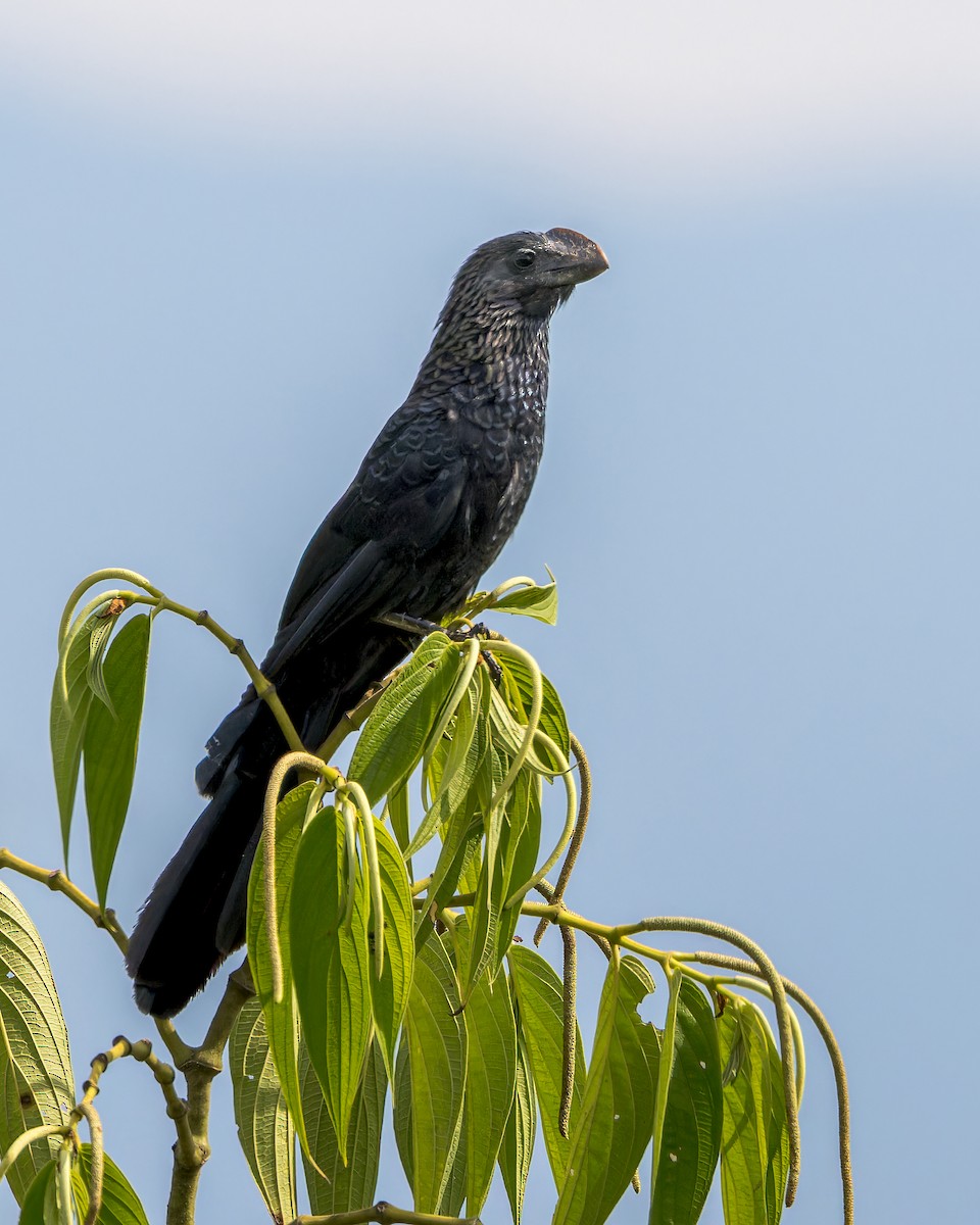 Smooth-billed Ani - ML646509897