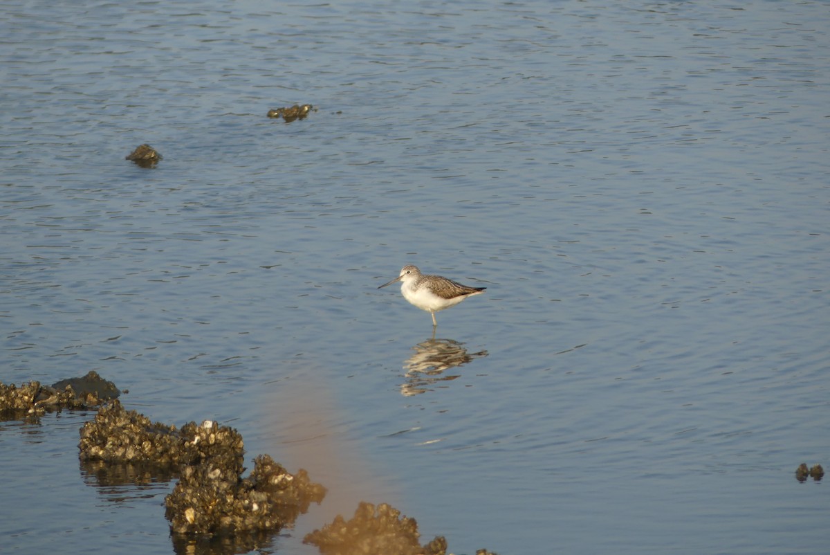 Common Greenshank - ML646509905