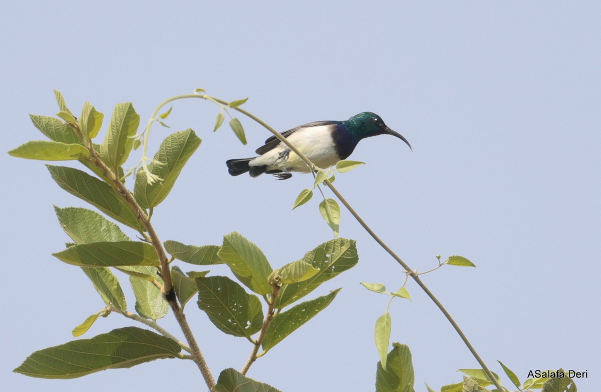 Weißbauch-Nektarvogel - ML646509907