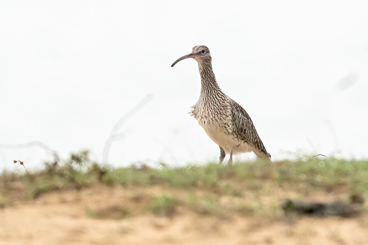 Eurasian Whimbrel - ML646509908