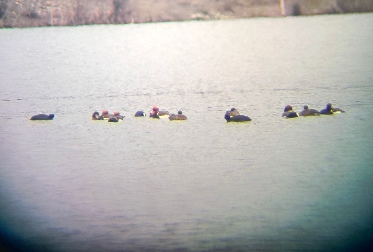 Kolbenente - ML646509909