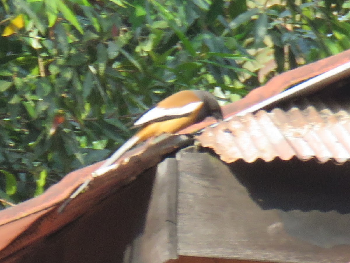 Rufous Treepie - ML646509910
