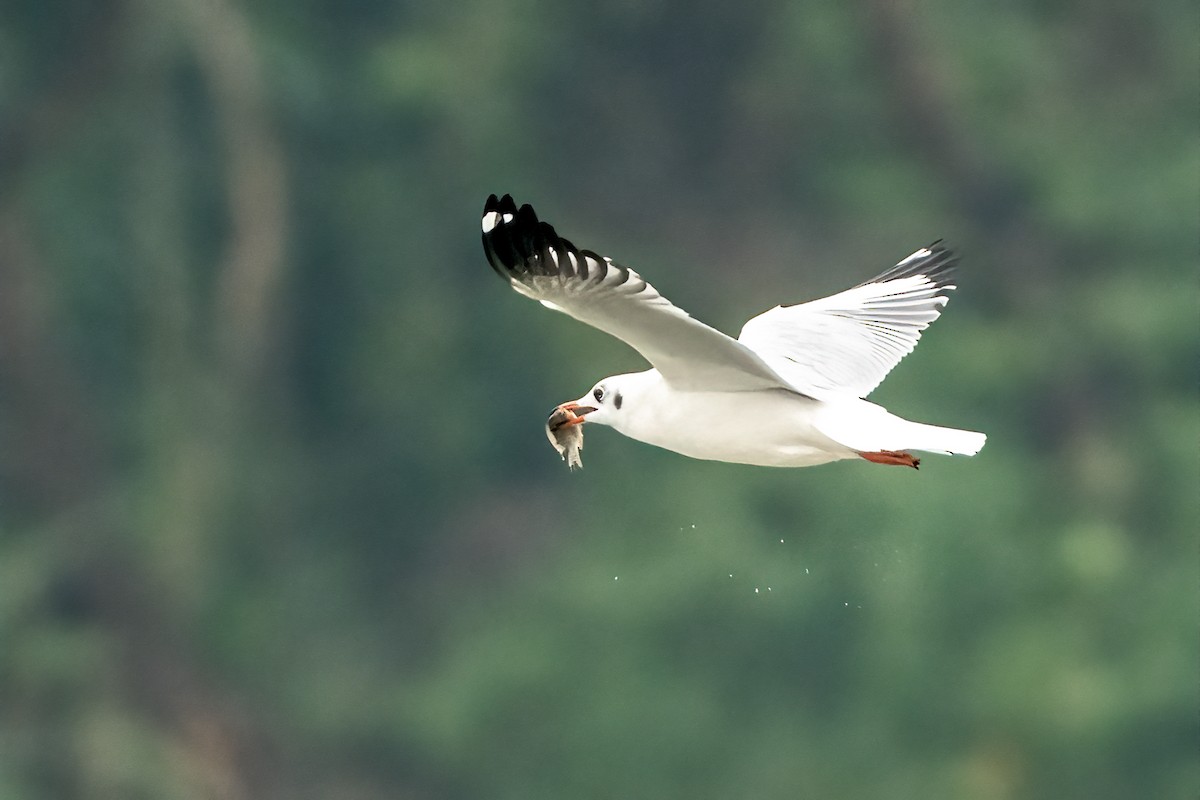 Hint Martısı - ML646509912