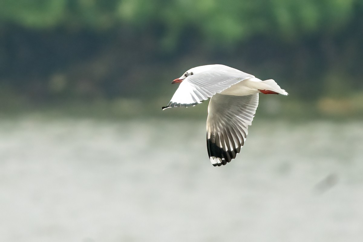 Hint Martısı - ML646509913