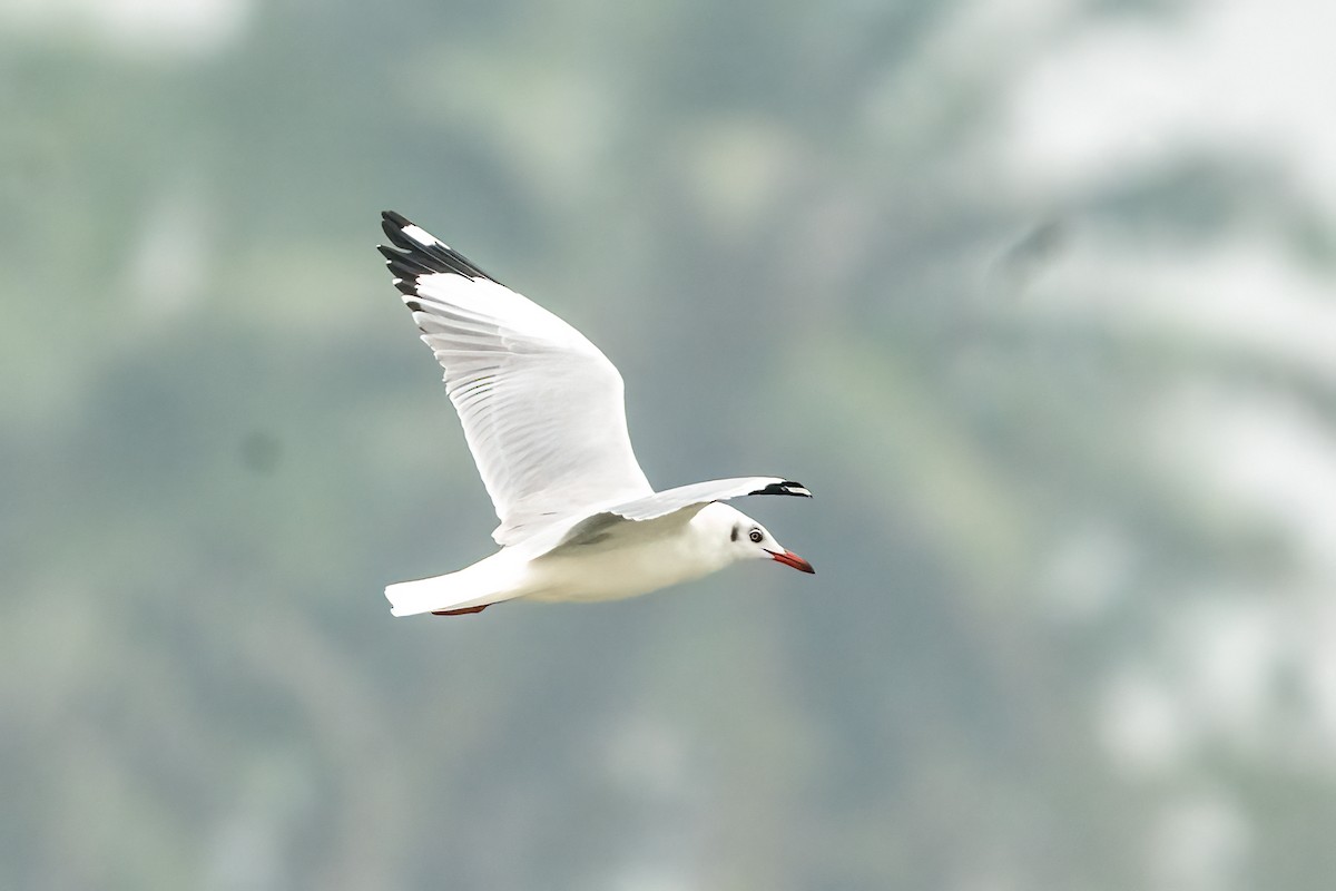 Hint Martısı - ML646509914