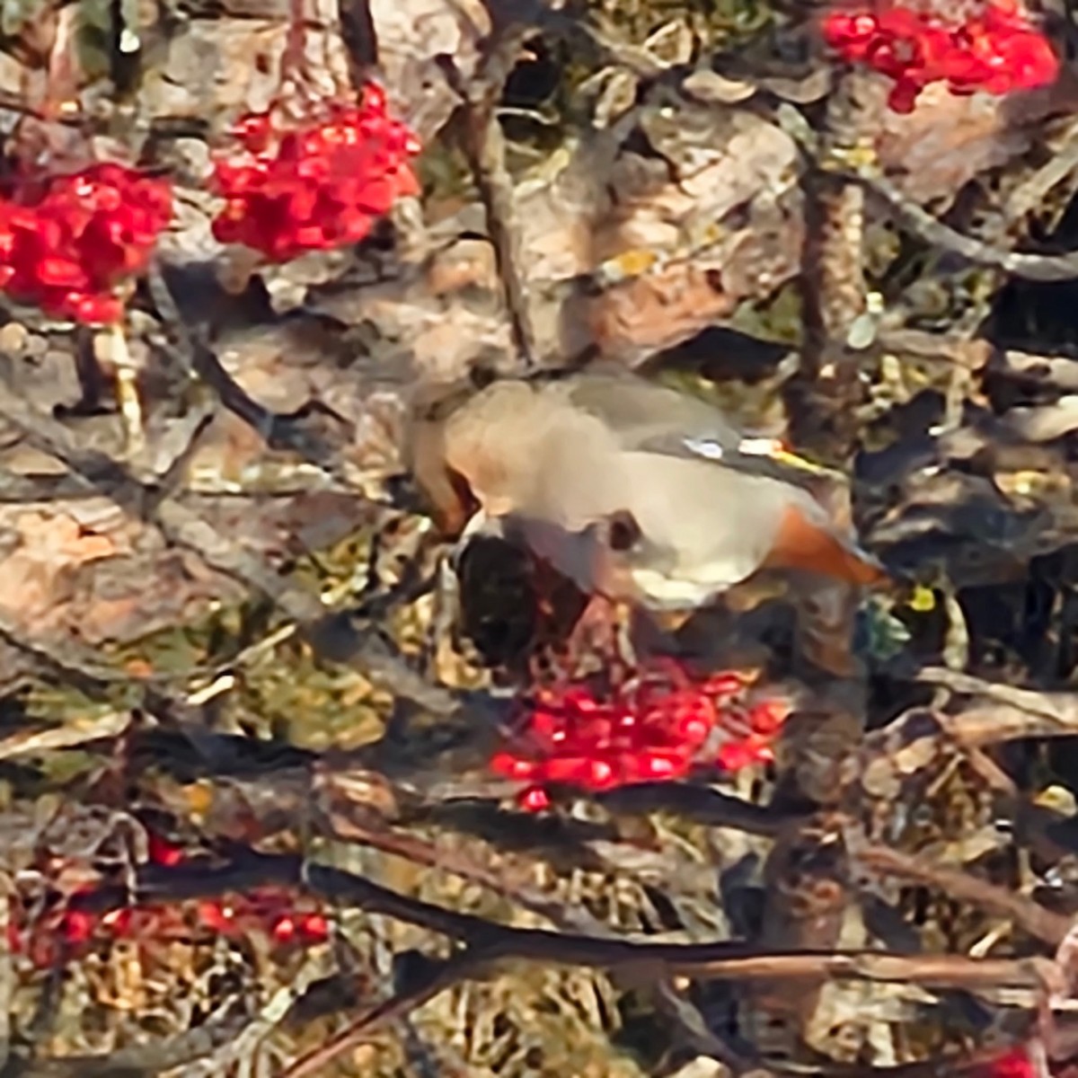 Bohemian Waxwing - ML646509915