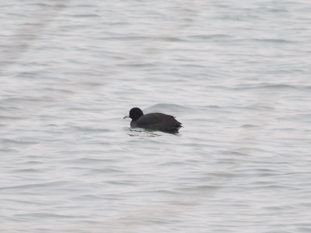 lyska americká - ML646509917