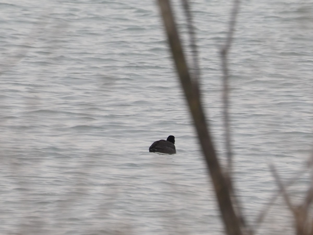 lyska americká - ML646509918