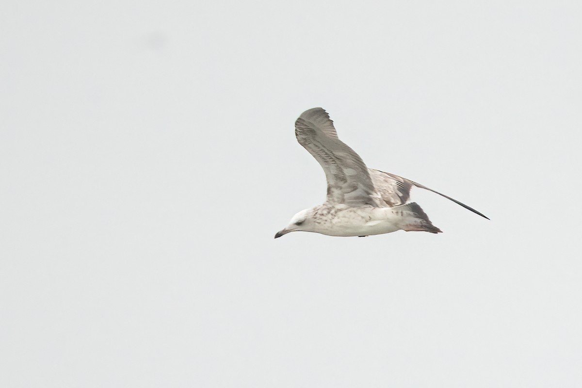 Lesser Black-backed Gull - ML646509929