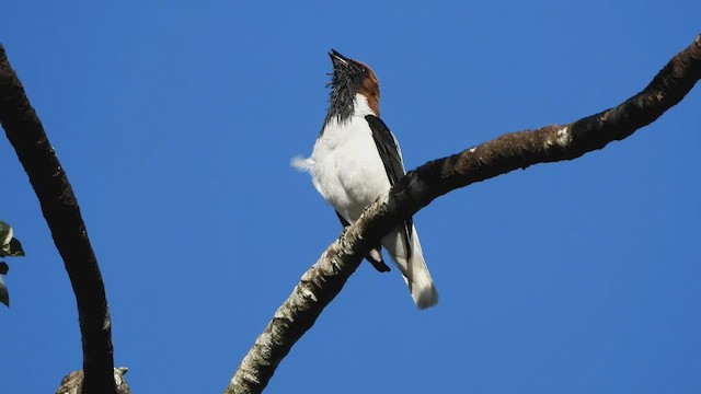 Sakallı Çankuşu - ML646509930