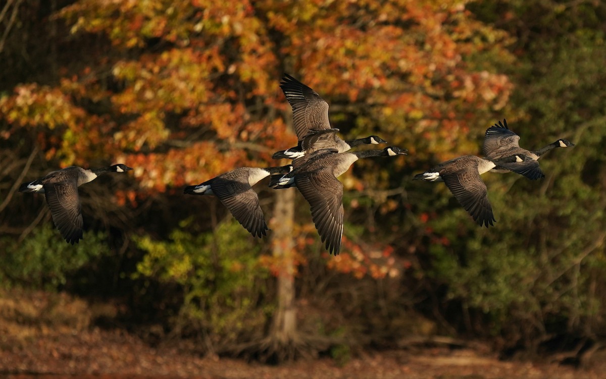 Canada Goose - ML646509932