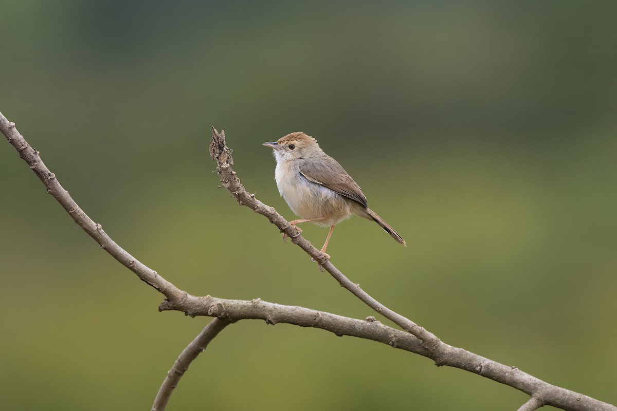 Cisticole de Woosnam - ML646509934