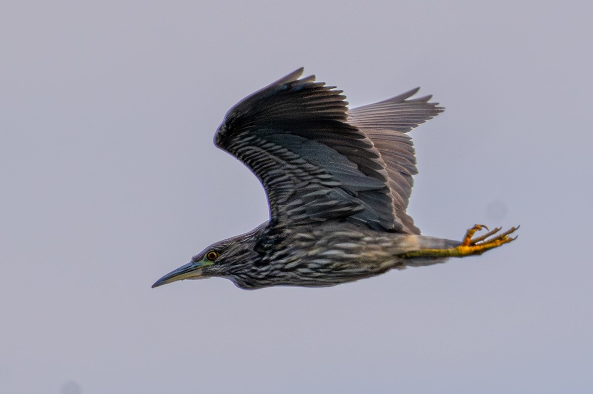 Black-crowned Night Heron - ML646509935