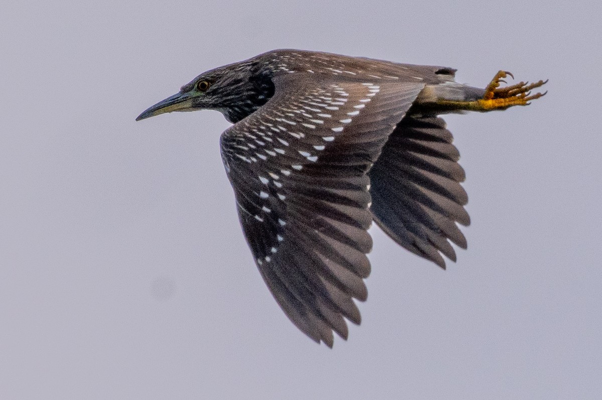 Black-crowned Night Heron - ML646509936