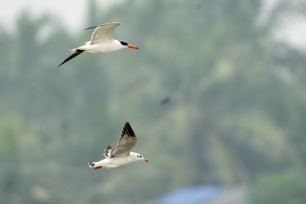 Caspian Tern - ML646509937