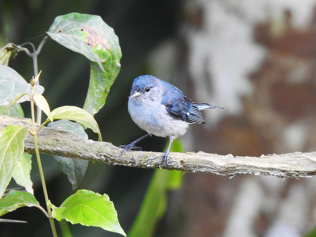 Chestnut-vented Conebill - ML646509939