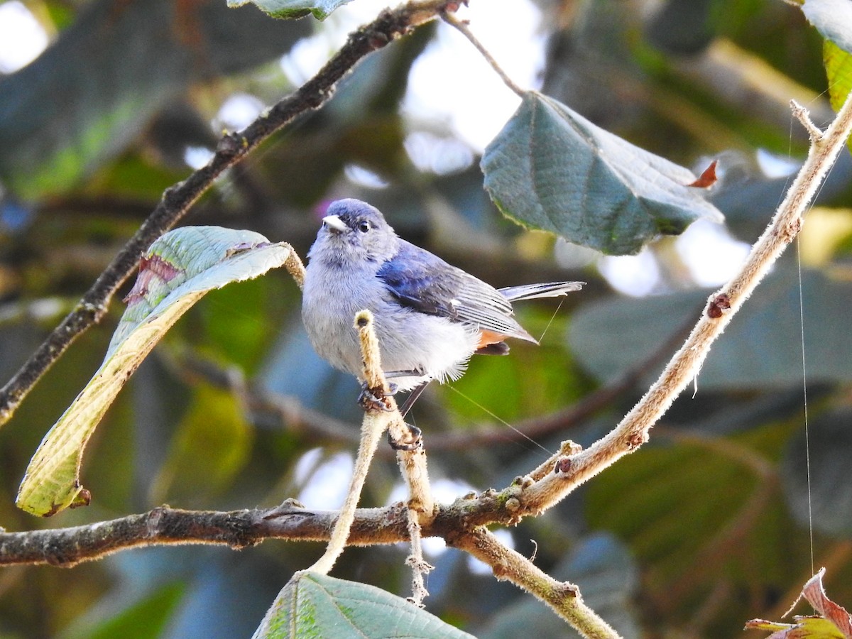 Chestnut-vented Conebill - ML646509940