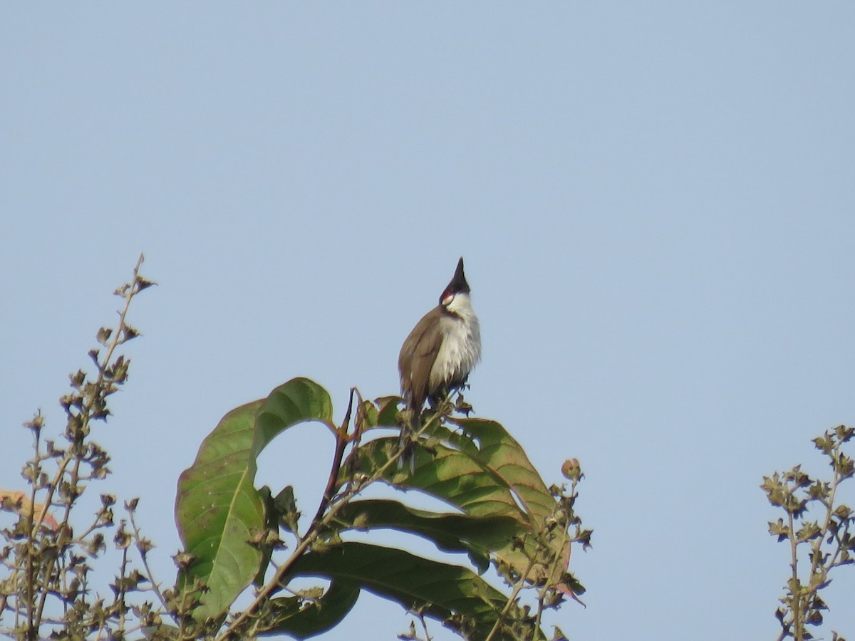 Red-whiskered Bulbul - ML646509941