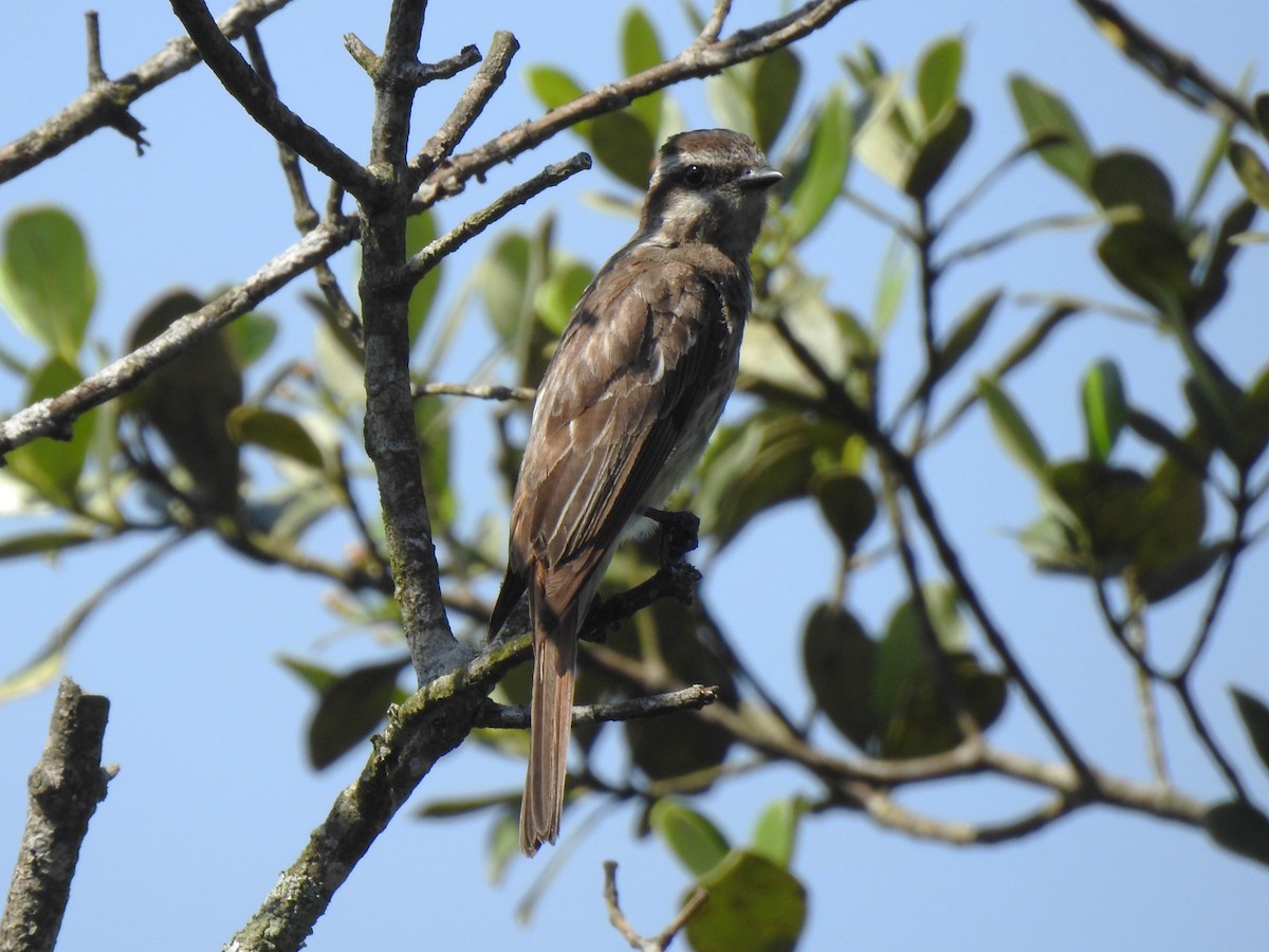 Variegated Flycatcher - ML646509942