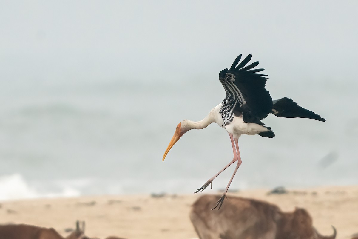 Painted Stork - ML646509948