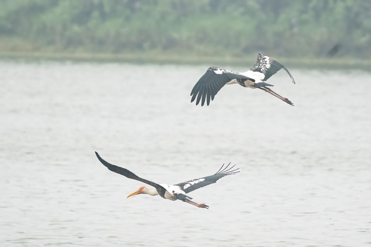 Painted Stork - ML646509949