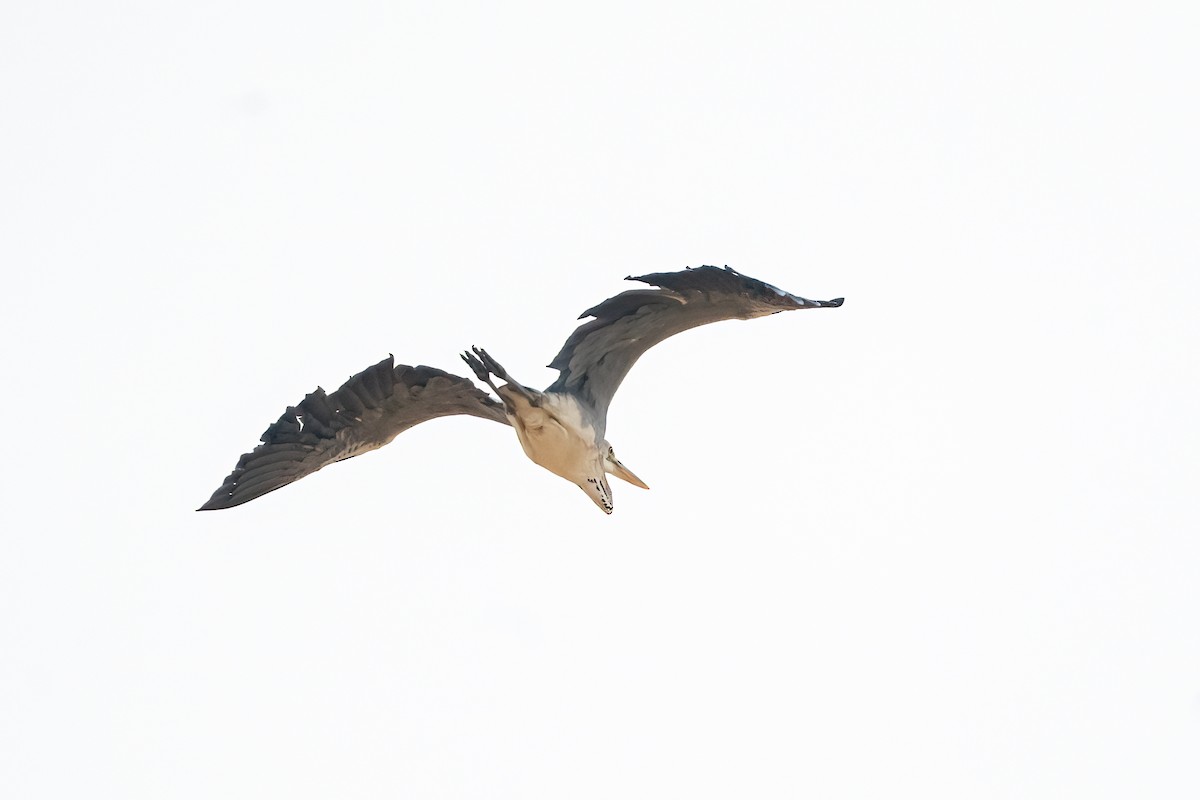 Gray Heron - ML646509960