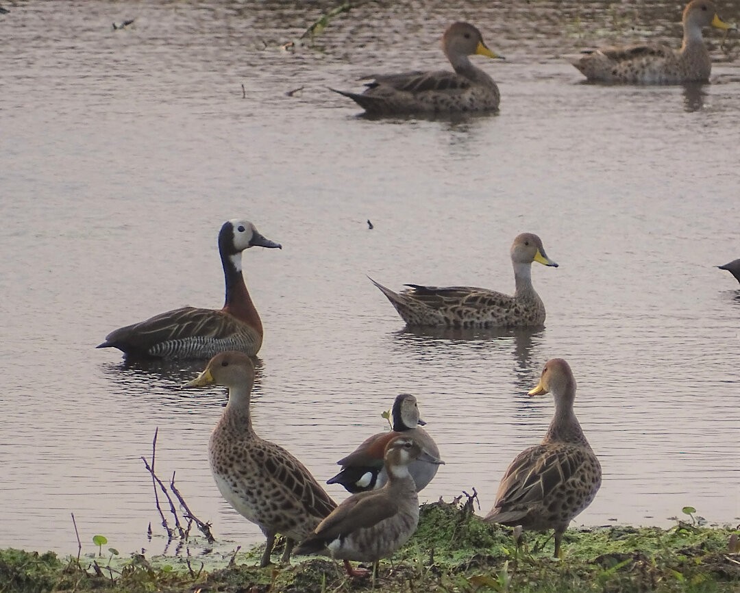 Белолицая древесная утка - ML646509961