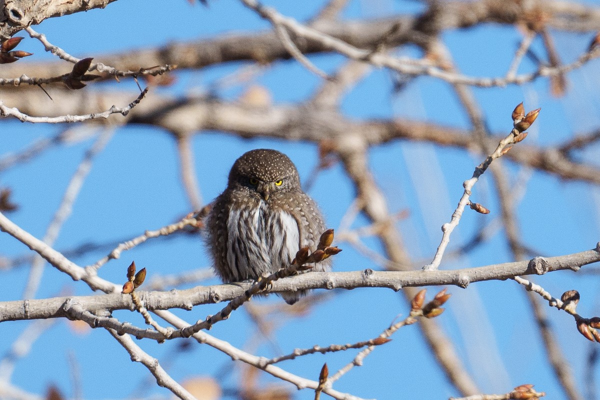 Chevêchette naine - ML646509962