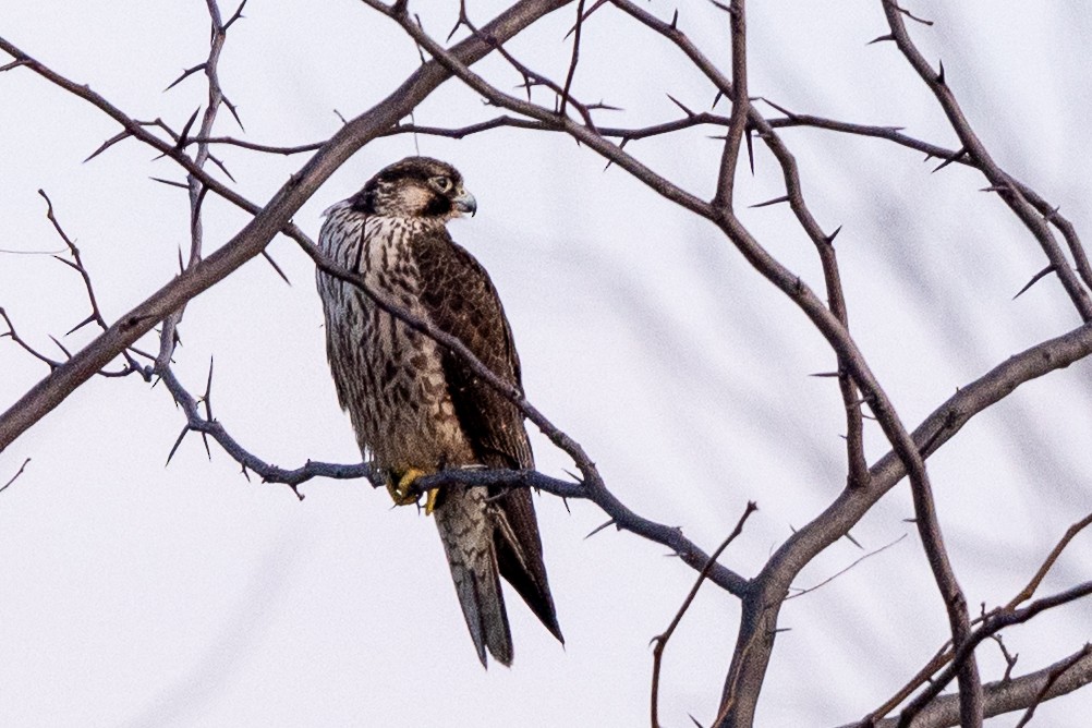 Peregrine Falcon - ML646509964