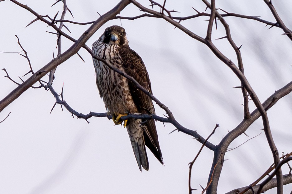 Peregrine Falcon - ML646509965