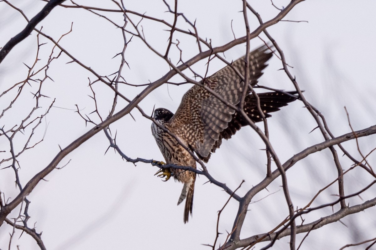 Peregrine Falcon - ML646509966