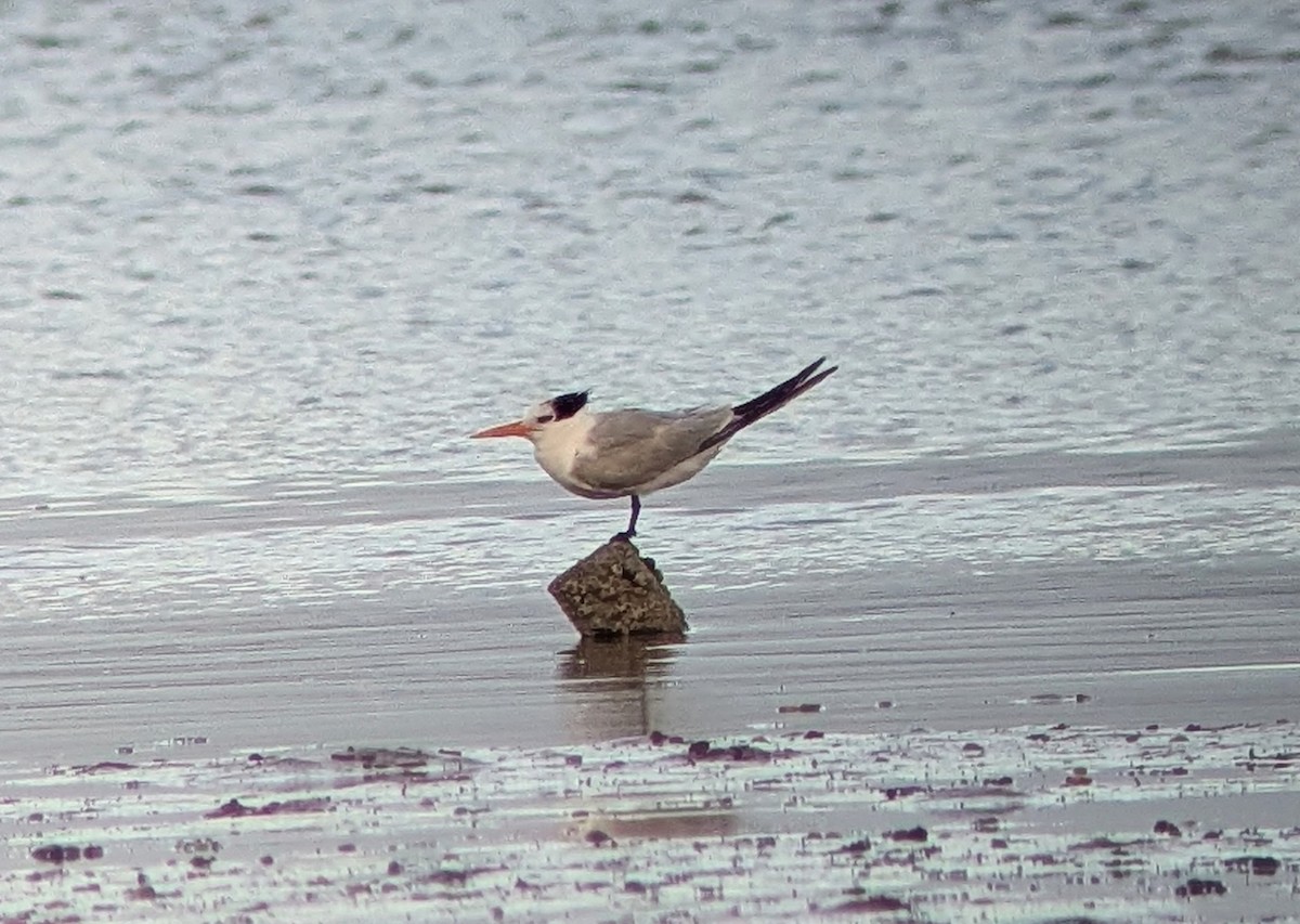 Lesser Crested Tern - ML646509968